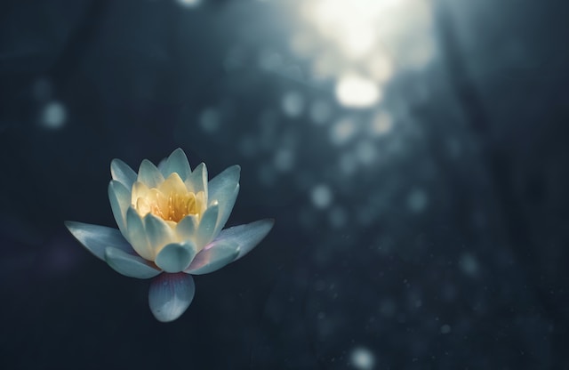 Luminous lotus on reflective water, from the Meditate Love Life website